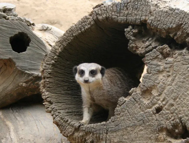 Meerkat at zoo