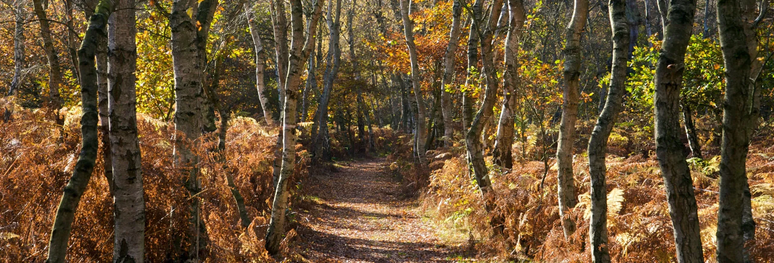 Retford Forest Hull Trains