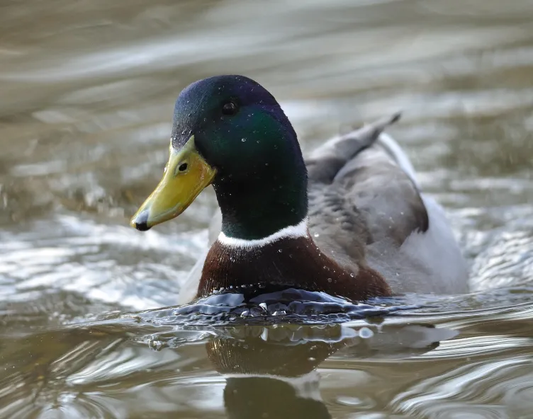Duck in water