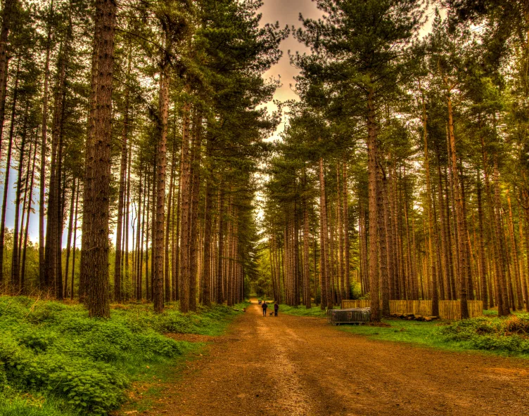 Sherwood Forest Retford
