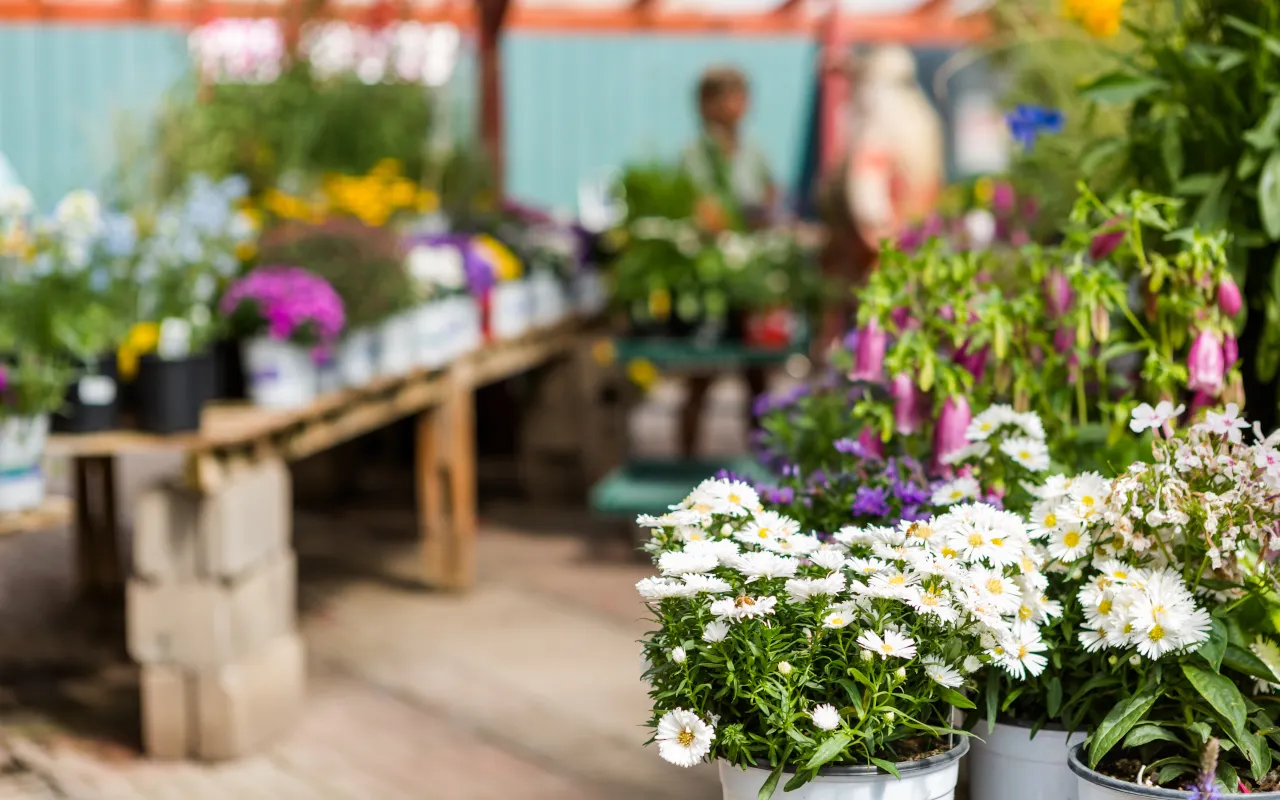 Garden centre flowers