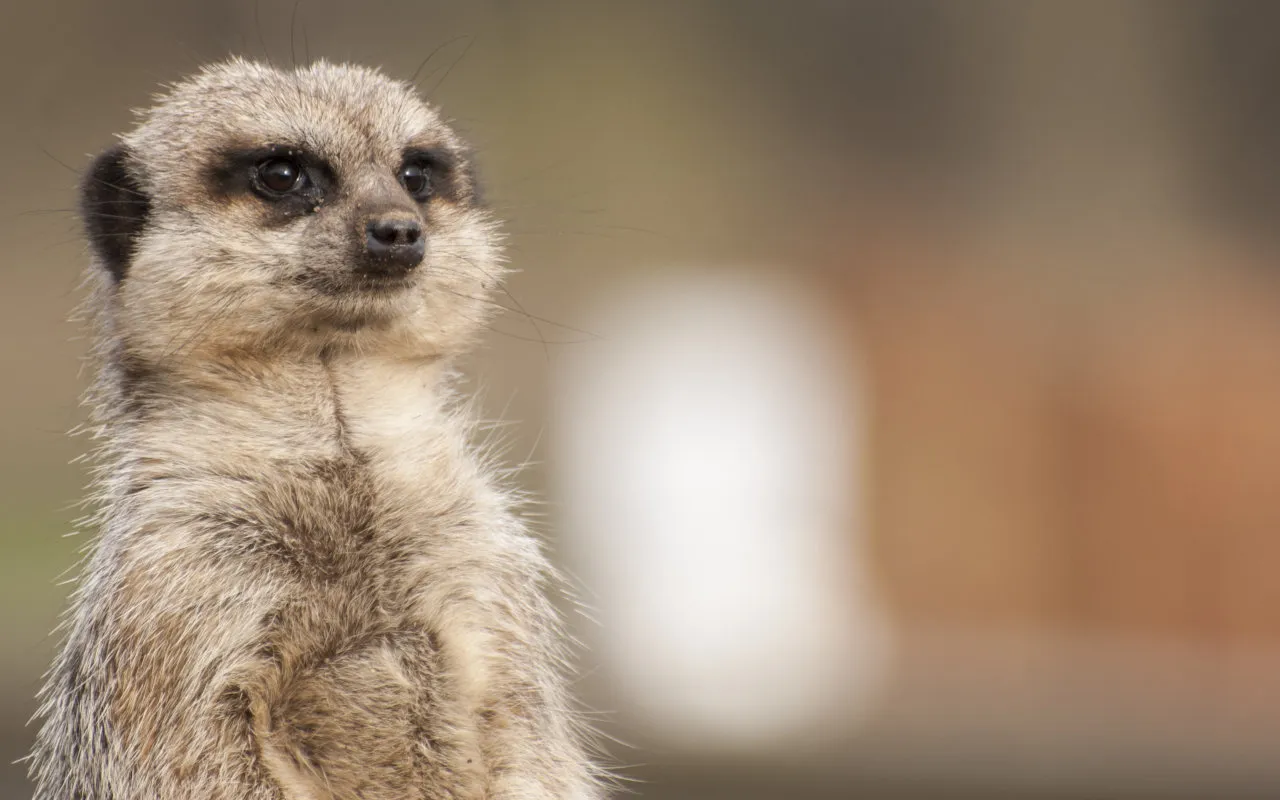 Yorkshire Wildlife Park