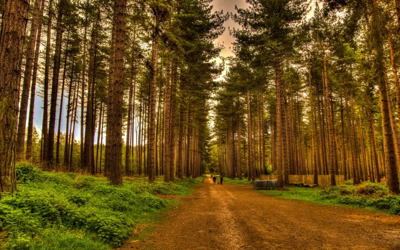 Sherwood Forest Retford